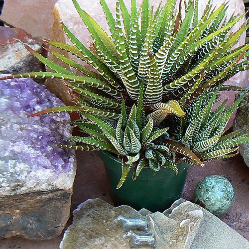 راهنمای نگهداری و پرورش گل و گیاهان زینتی - هاورتیا گورخری